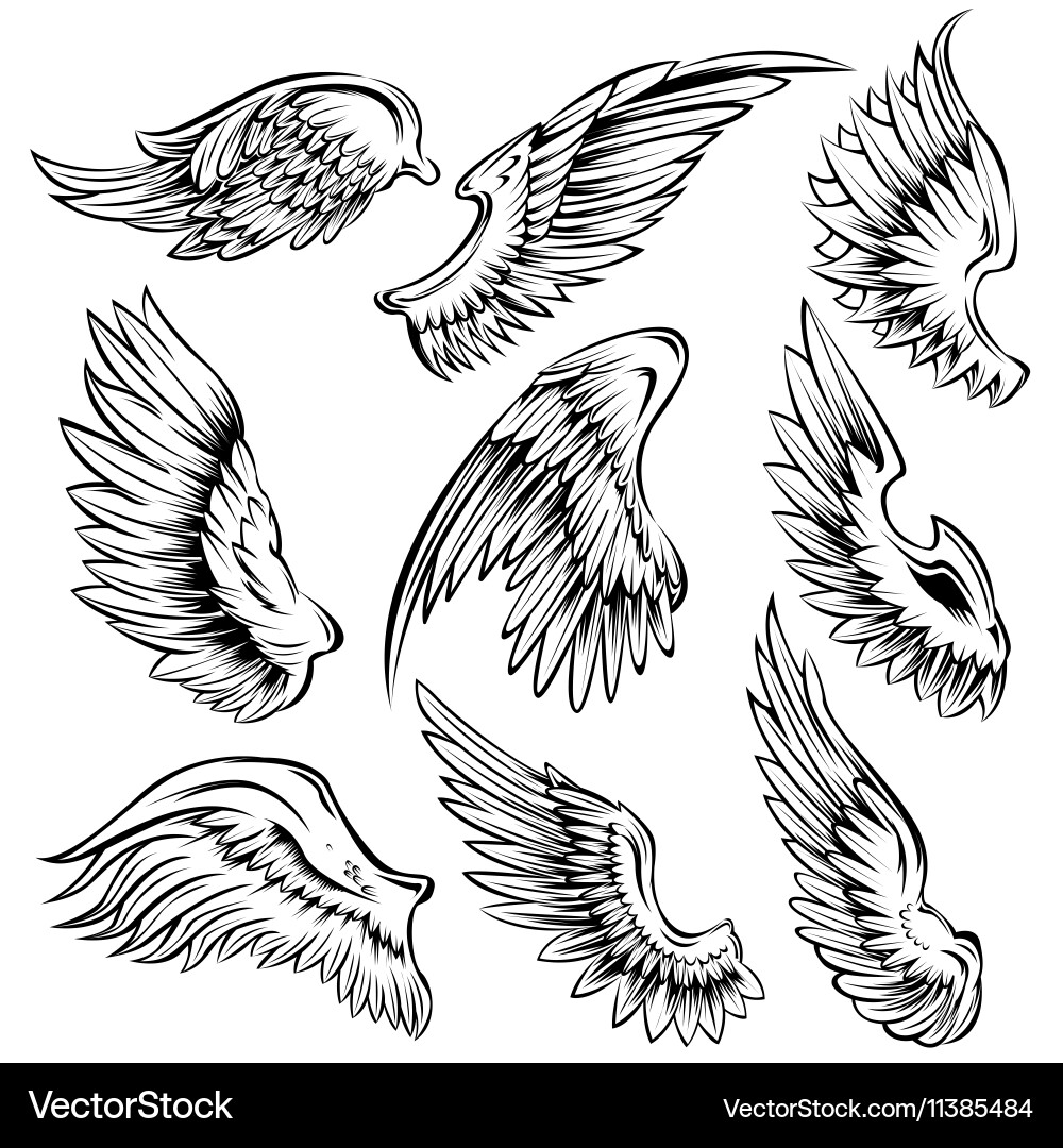 Bird Wing Set - Black and White vector image