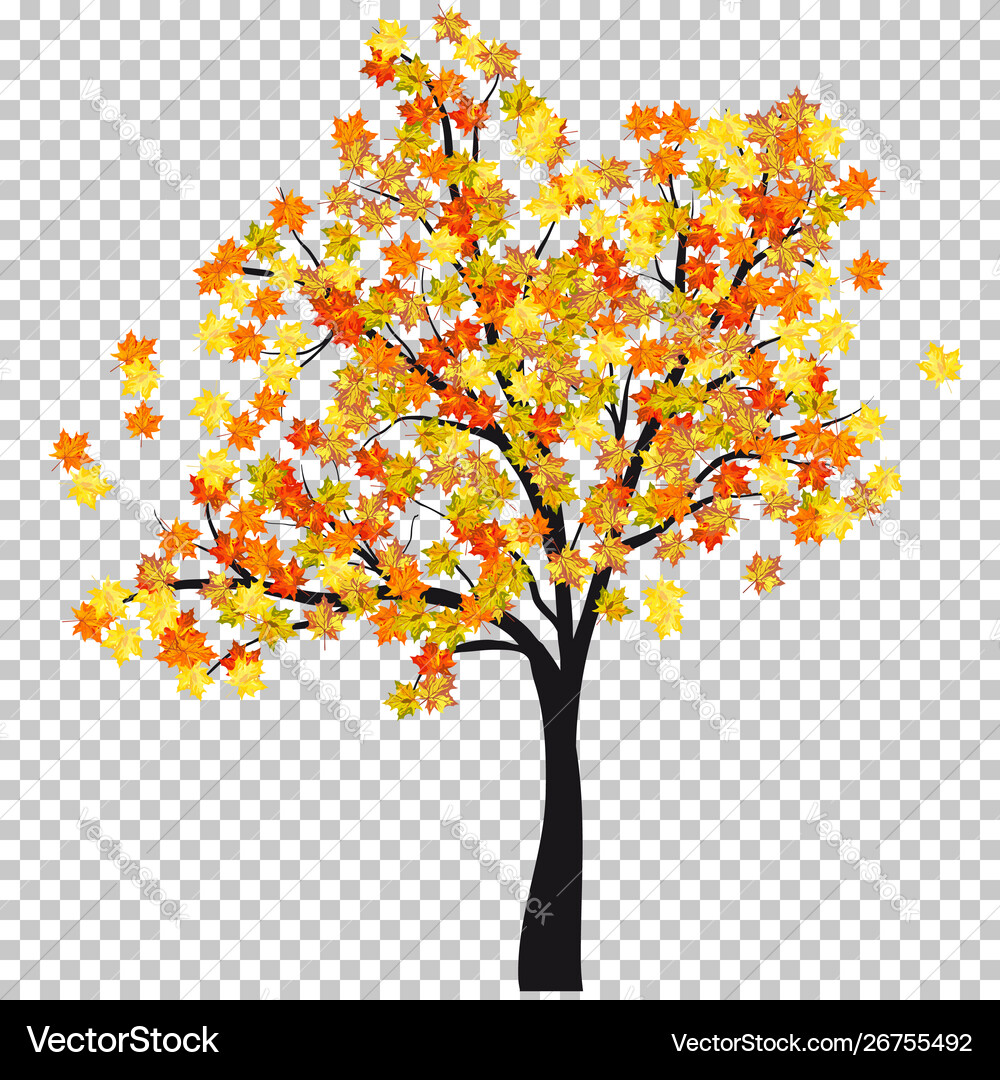 Fall autumn maple background Royalty Free Vector Image