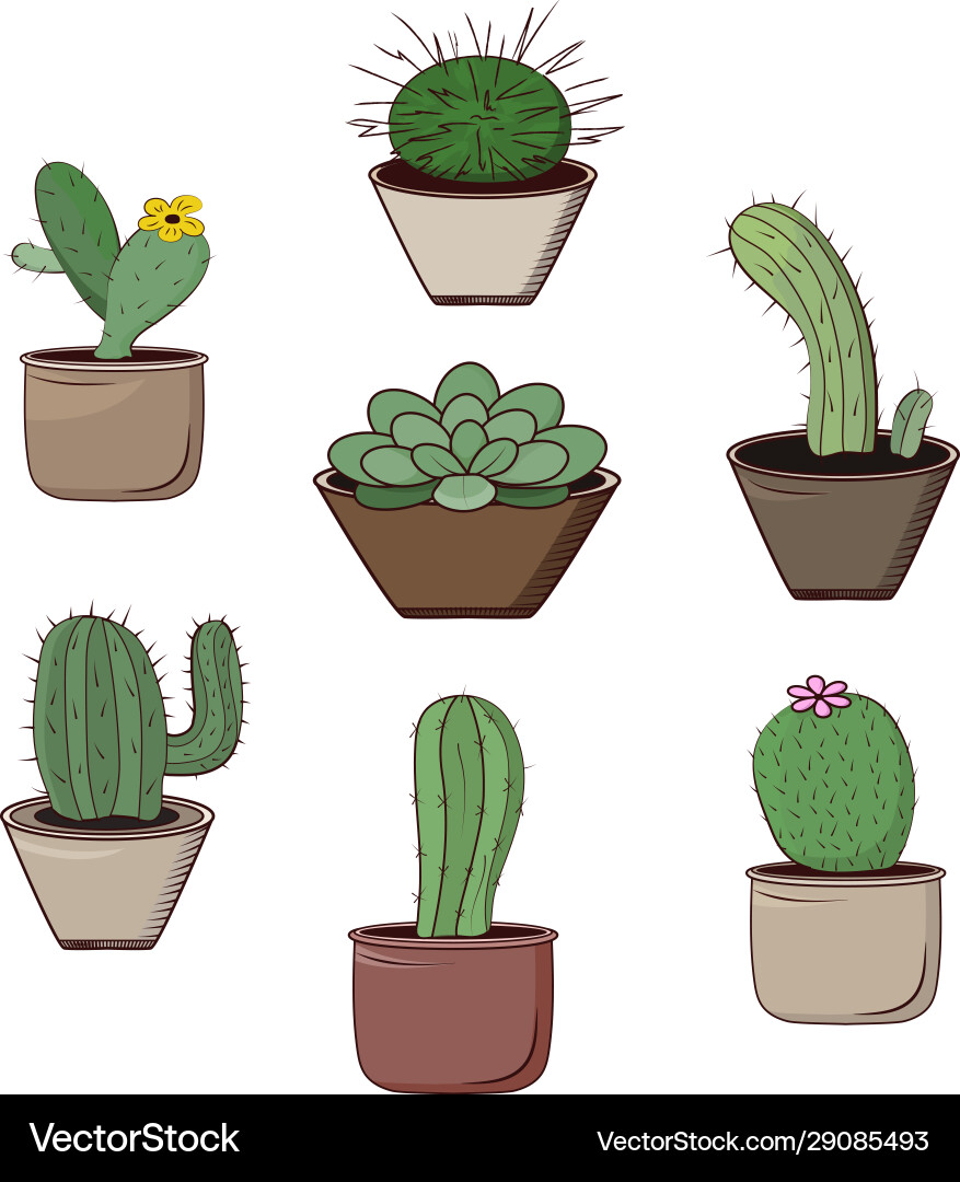 Cacti in pots isolated objects on a white Vector Image