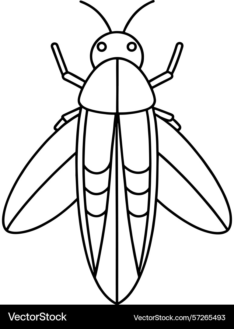 Firefly simple line drawing for bug learning Vector Image