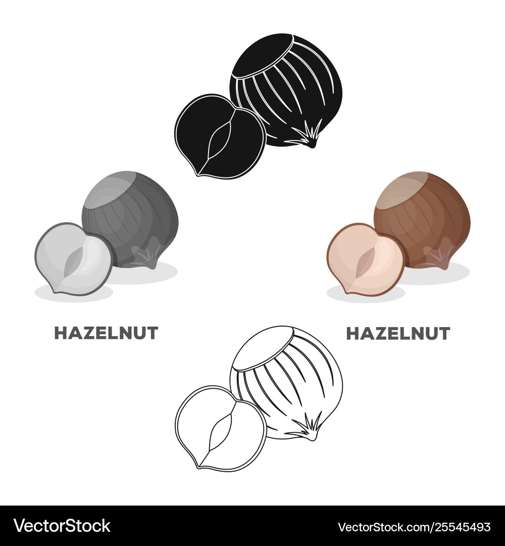 Hazelnuts in shelldifferent kinds nuts single Vector Image