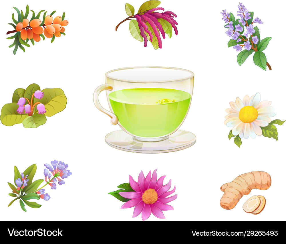 Tea herbal additives set realistic herbs Tea herbal additives set realistic herbs vector image