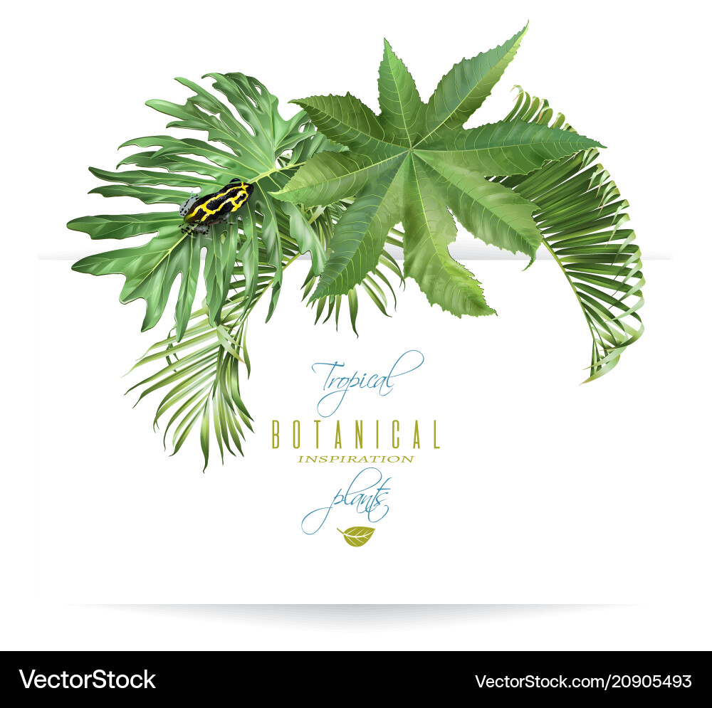 Tropical Leaf Arrangement with Frog Vector Image
