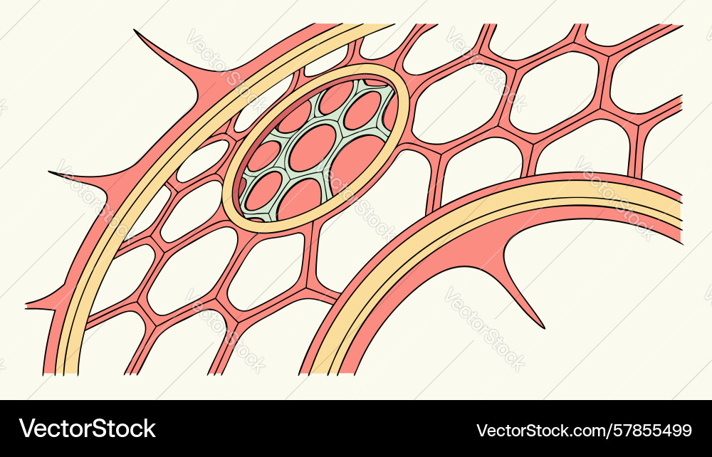 Abstract organic cell structure network design Vector Image