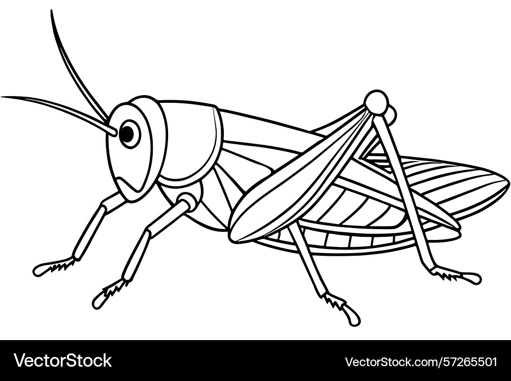 Grasshopper bug line drawing for coloring Vector Image