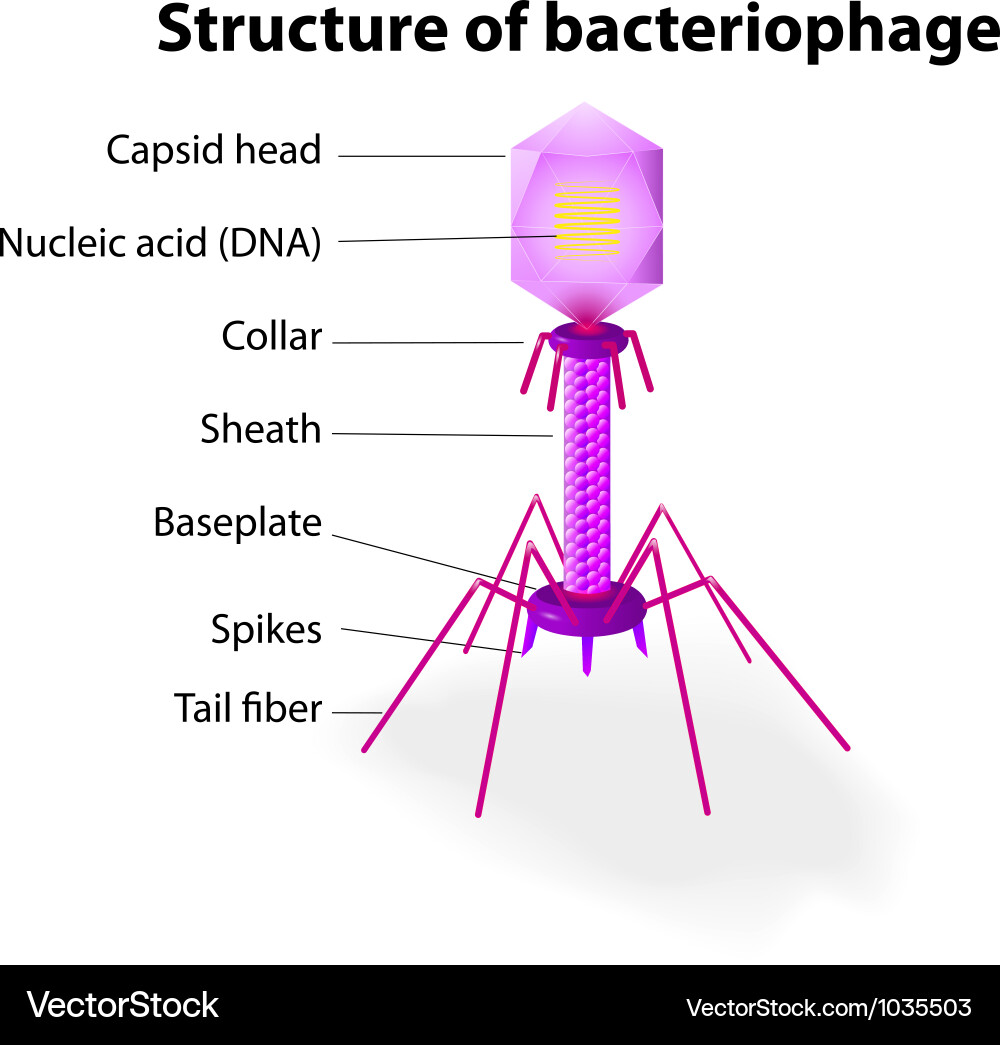 Bacteriophage Structure Vector Image