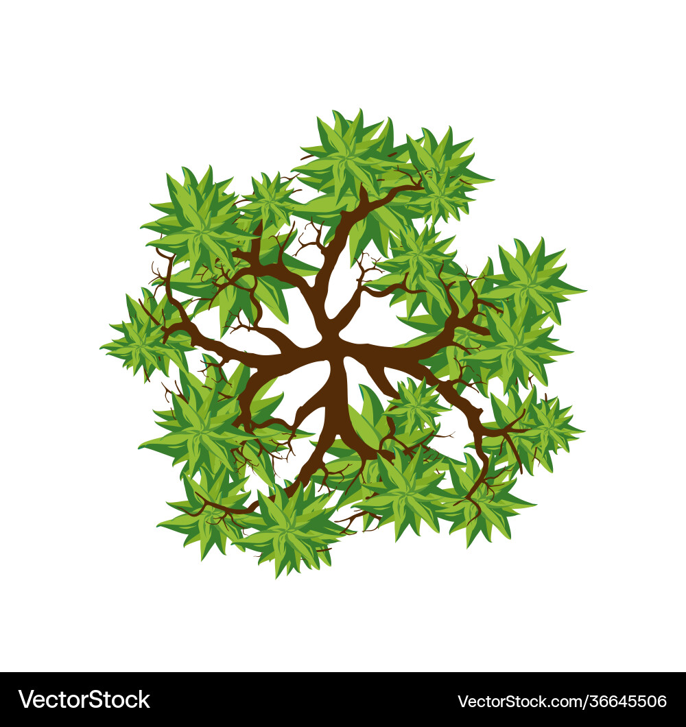 Tree Top View - Natural Landscape vector image