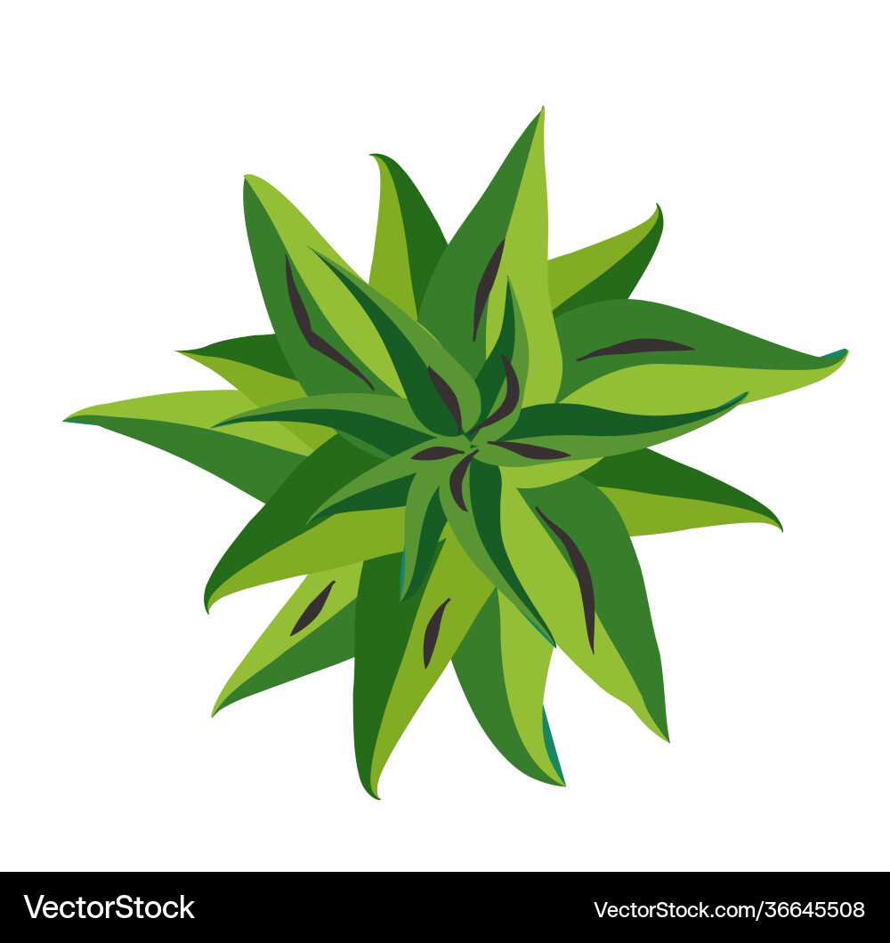 Tree top view easy to use in your landscape Tree top view easy to use in your landscape vector image