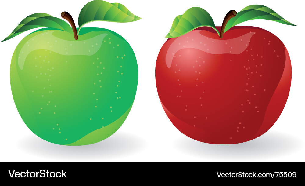 Ripe Red and Green Apples vector image