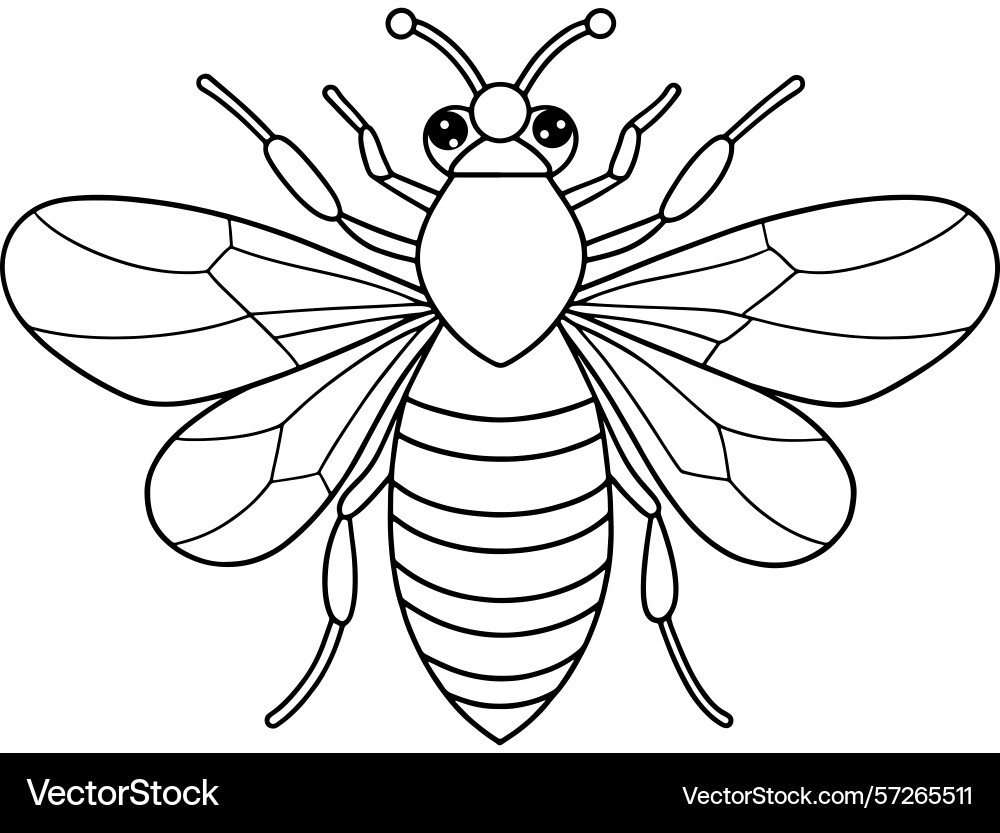 Honeybee wings and hive bug for fun learning Vector Image
