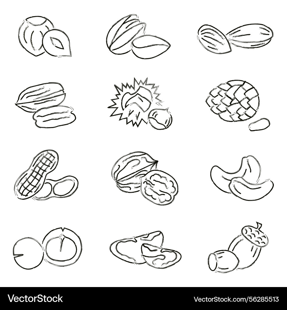 Collection of different nuts with artistic brush Vector Image