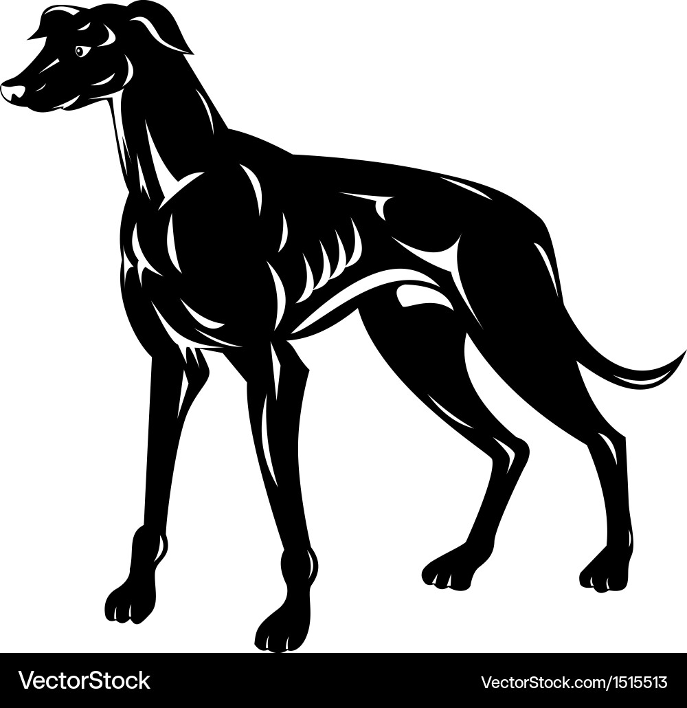 Retro Greyhound Portrait Vector Image