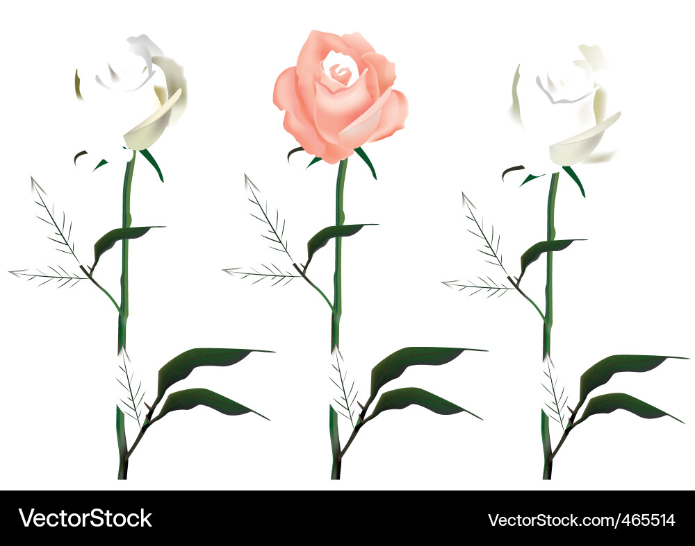 Rose Vector Image