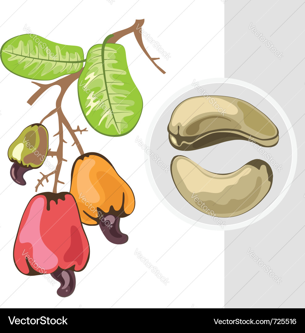 Cashew Branch with Nuts and Leaves Vector Image