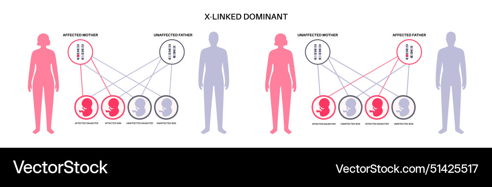 Dominant inheritance pattern Dominant inheritance pattern vector image