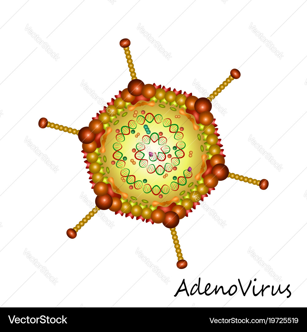 Adenovirus Particle Structure Vector Image