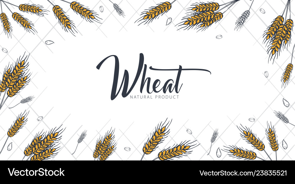 Bakery background with wheats linear graphic Vector Image
