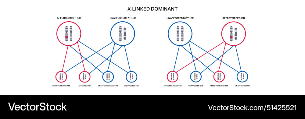 Dominant inheritance pattern Dominant inheritance pattern vector image