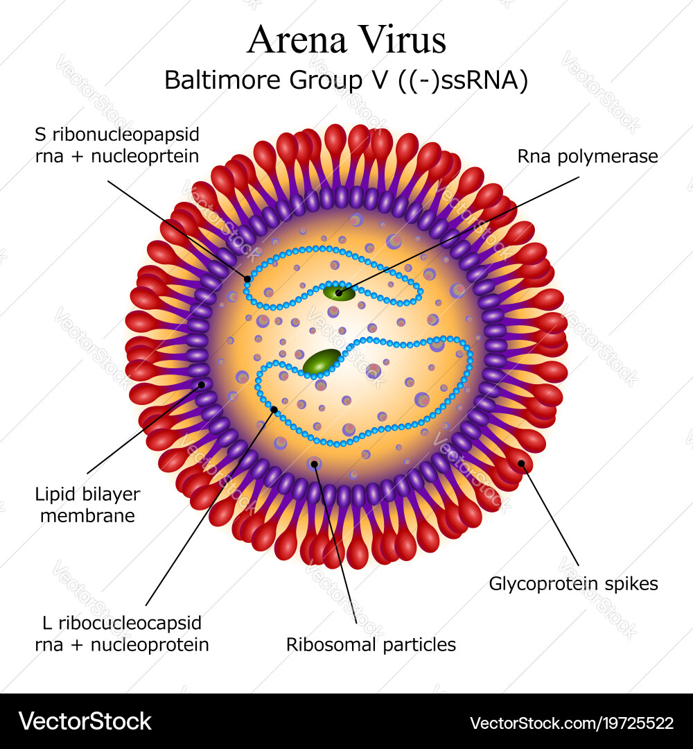 Arena Virus Particle Vector Image