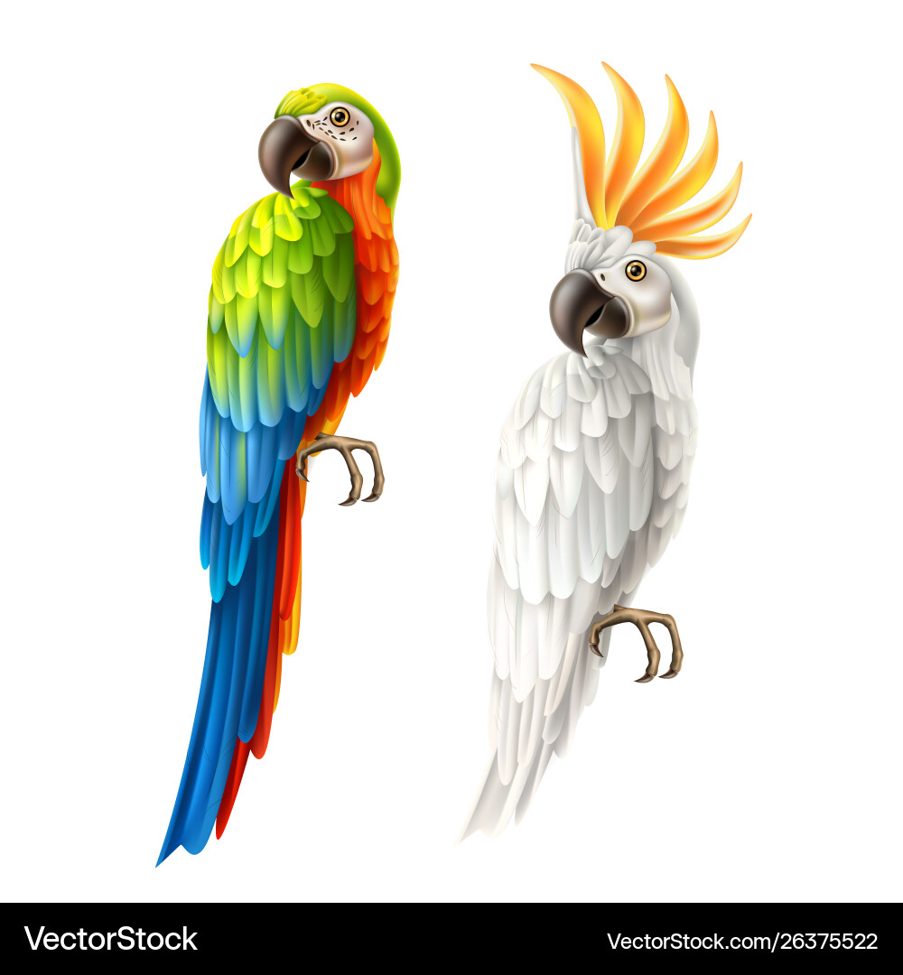 Realistic parrots macaw and cockatoo set vector image