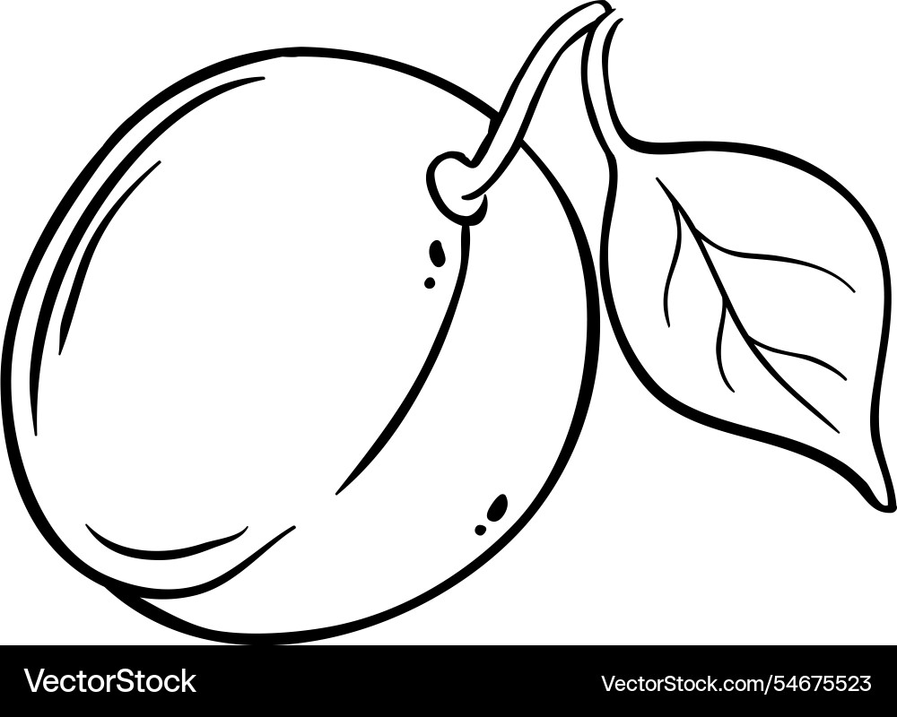 Plum fruit isolated outline Vector Image