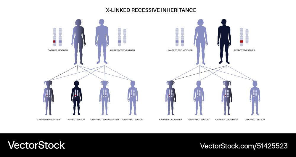 X linked recessive inheritance X linked recessive inheritance vector image