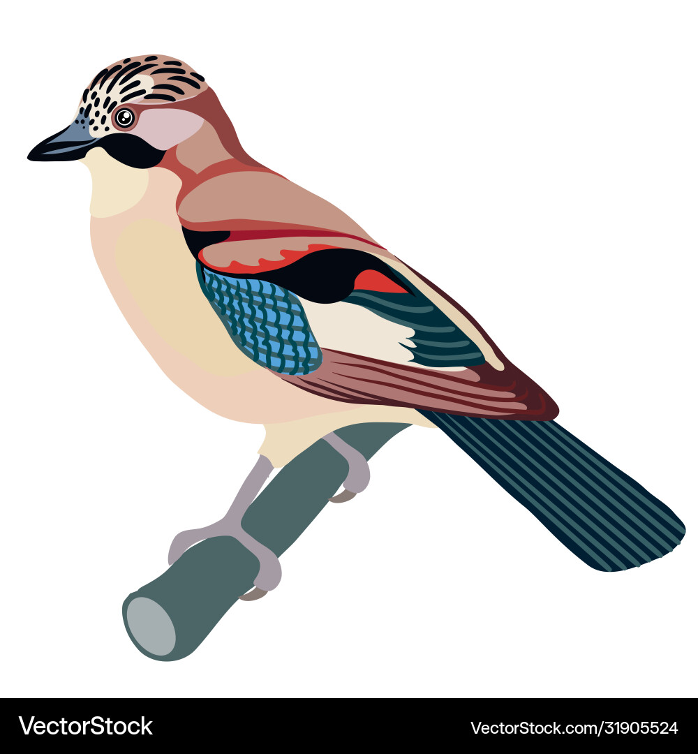 Jay bird sitting on a branch isolated object Jay bird sitting on a branch isolated object vector image