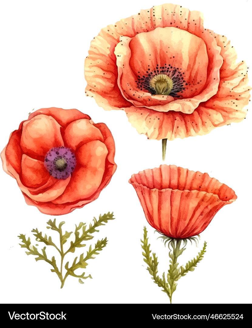 Poppies handgemalte Wasserfarbe Poppies handgemalte Wasserfarbe vektorbild