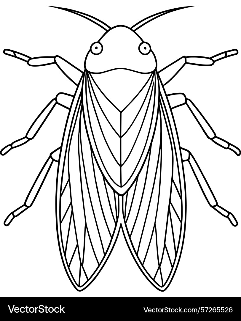 Leafhopper bug anatomy drawing for insect Vector Image