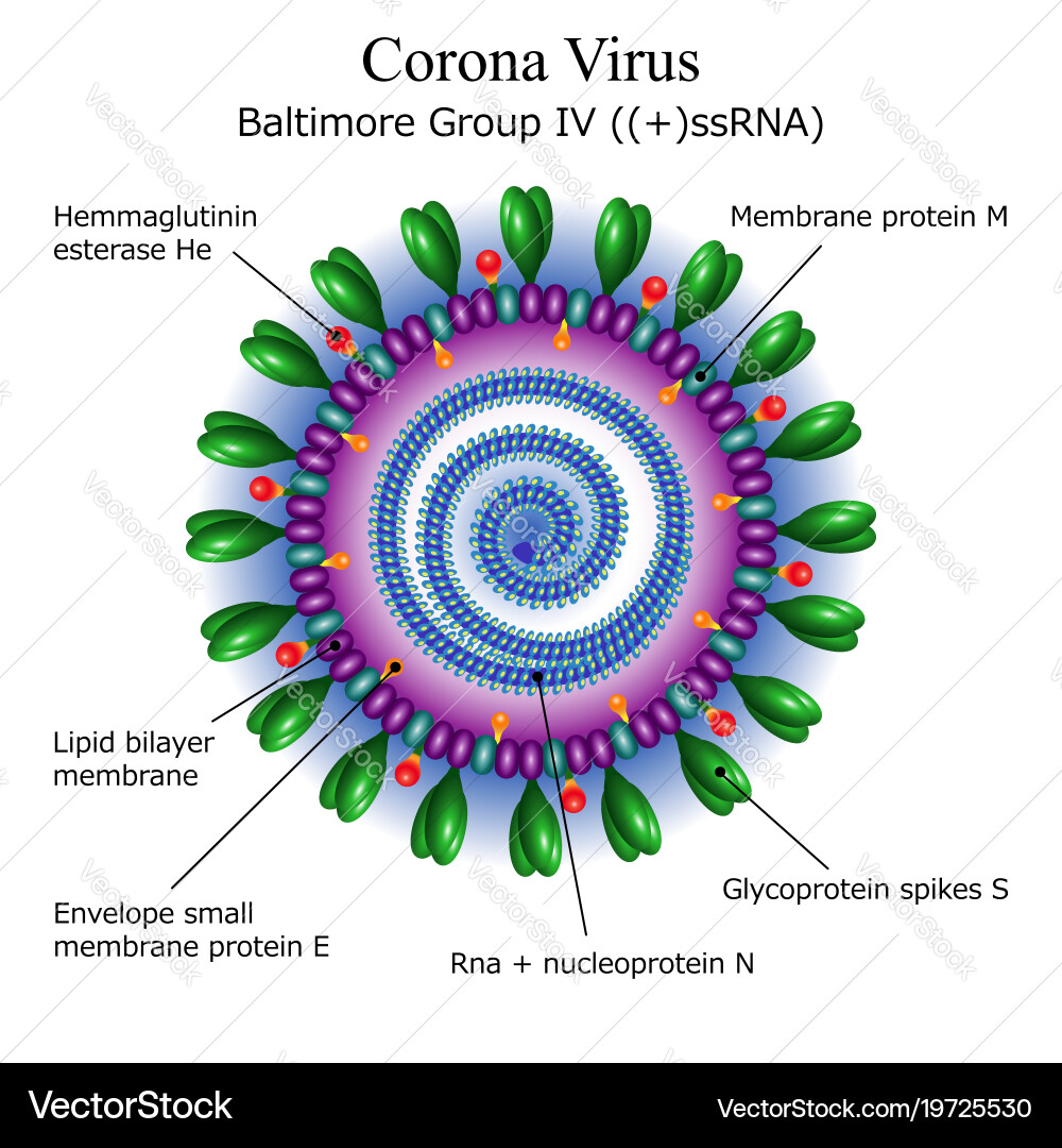 Corona Virus Particle Structure Diagram vector image