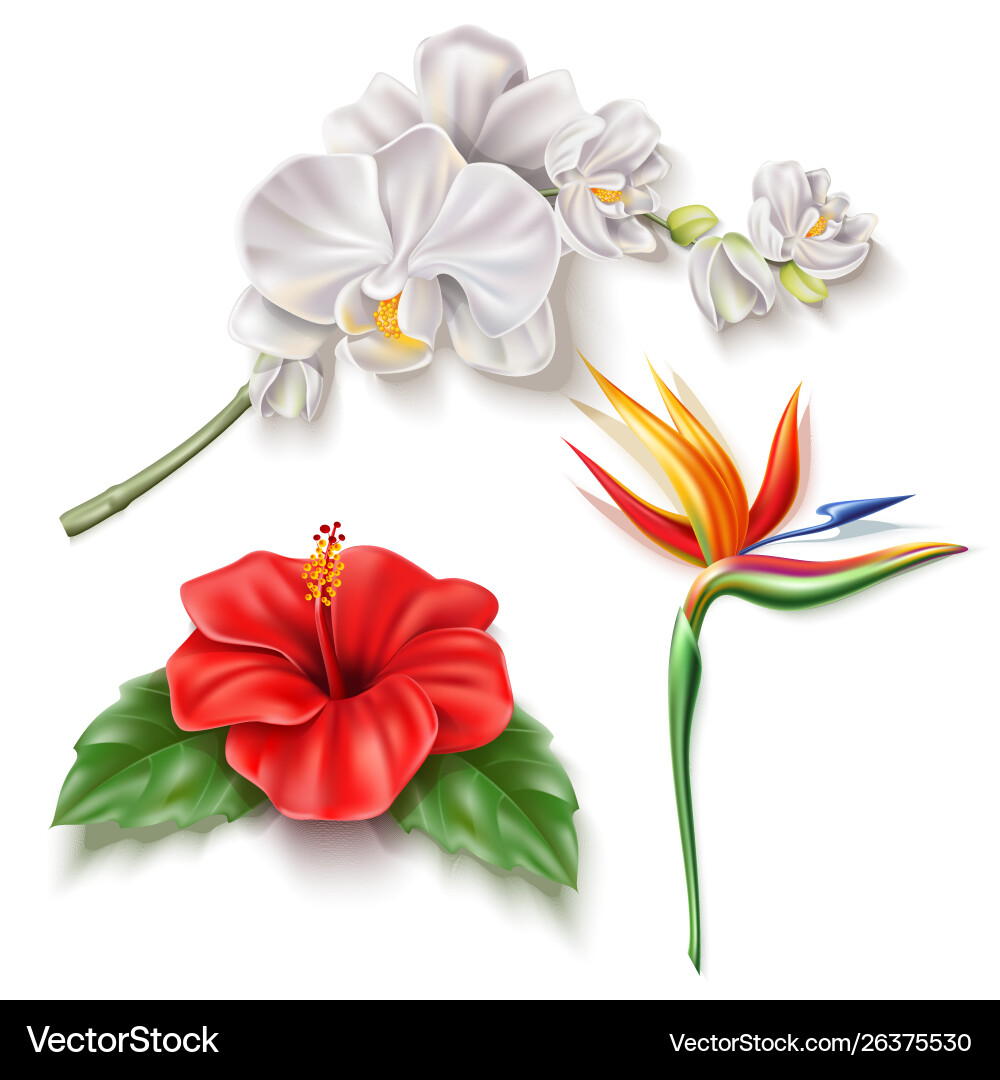Tropical Exotic Flower Set vector image