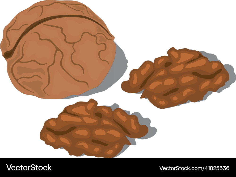 Whole walnut in shell with two half of core Vector Image