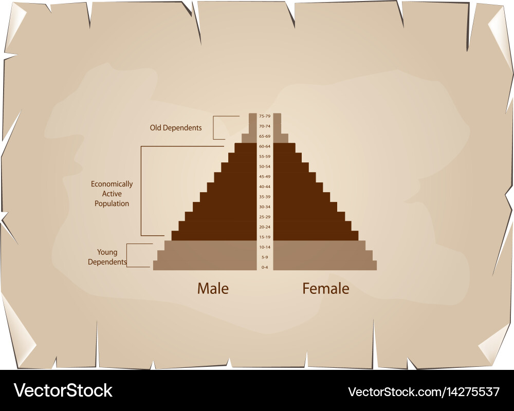 Detail of population pyramids graphs depend on age Vector Image