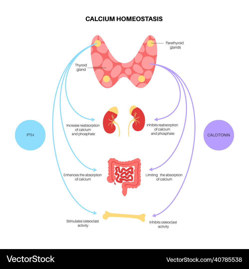 Calcium homeostasis diagram vector image