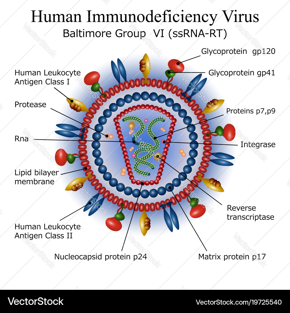 HIV Virus Particle Diagram Vector Image