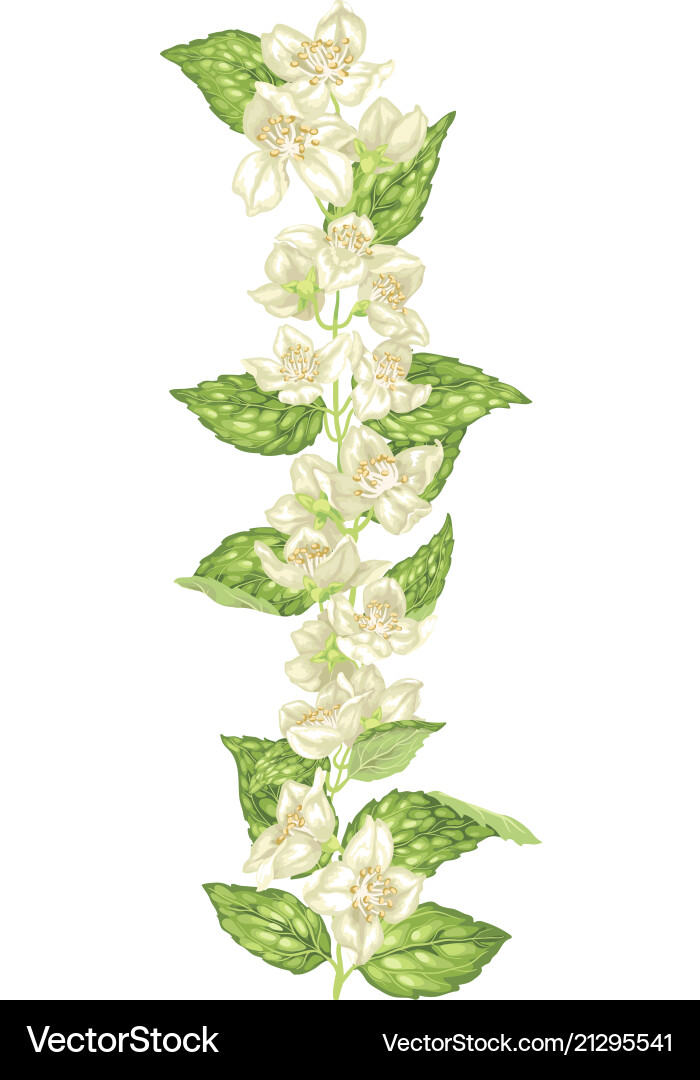 Jasmine decor element in vertical branch Vector Image