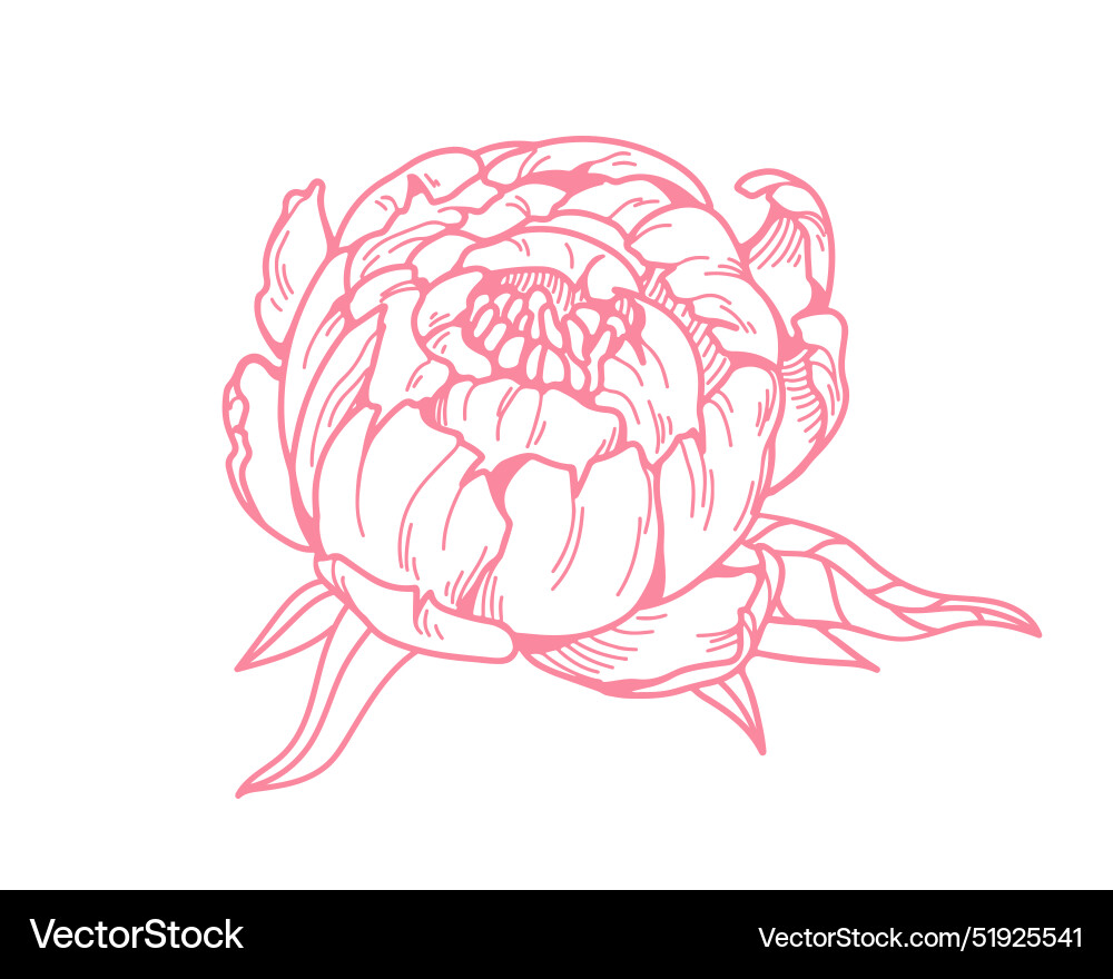 Peony Knospen umrissen gravierte Blütenblüte Peony Knospen umrissen gravierte Blütenblüte vektorbild