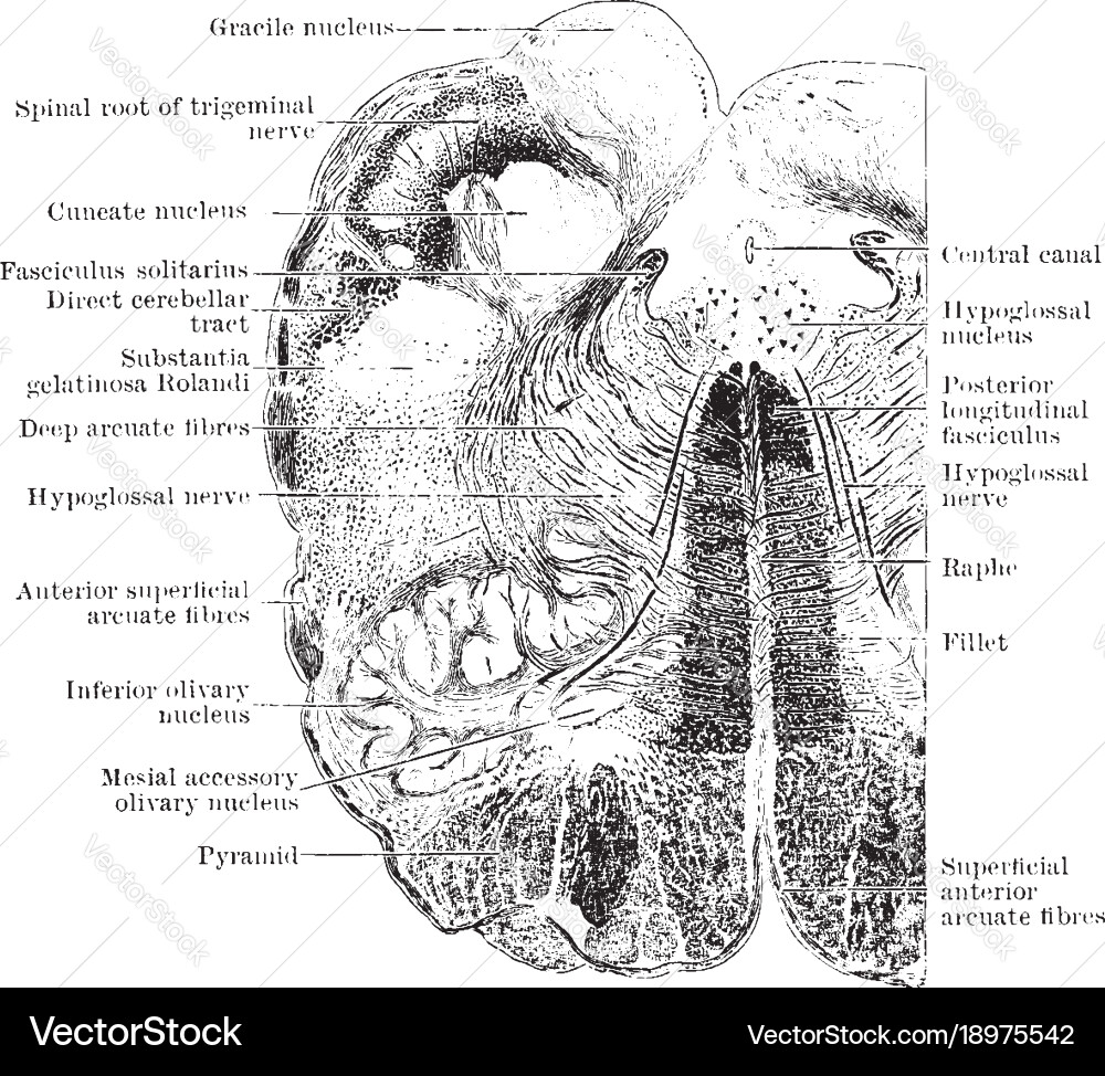 Section through medulla in olivary region vintage Vector Image