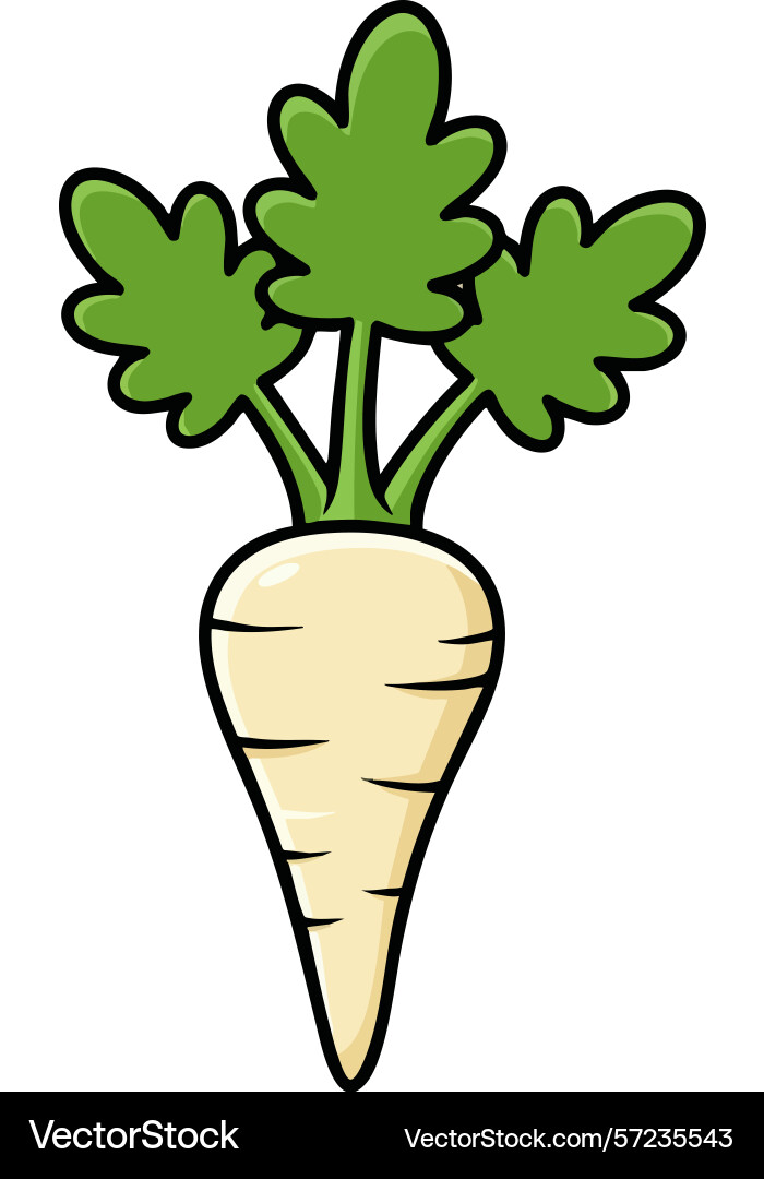 Parsnip root vegetable with green leafy top Parsnip root vegetable with green leafy top vector image