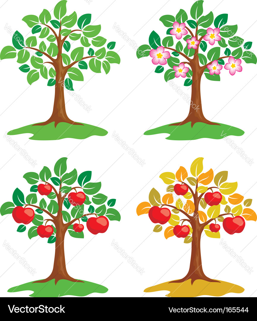 Apple Tree Seasons - Spring, Summer, Autumn, Winte