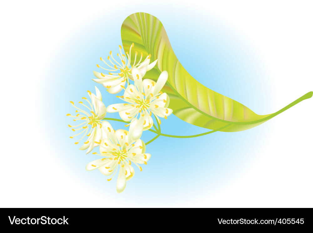 Linden flowers Royalty Free Vector Image - VectorStock