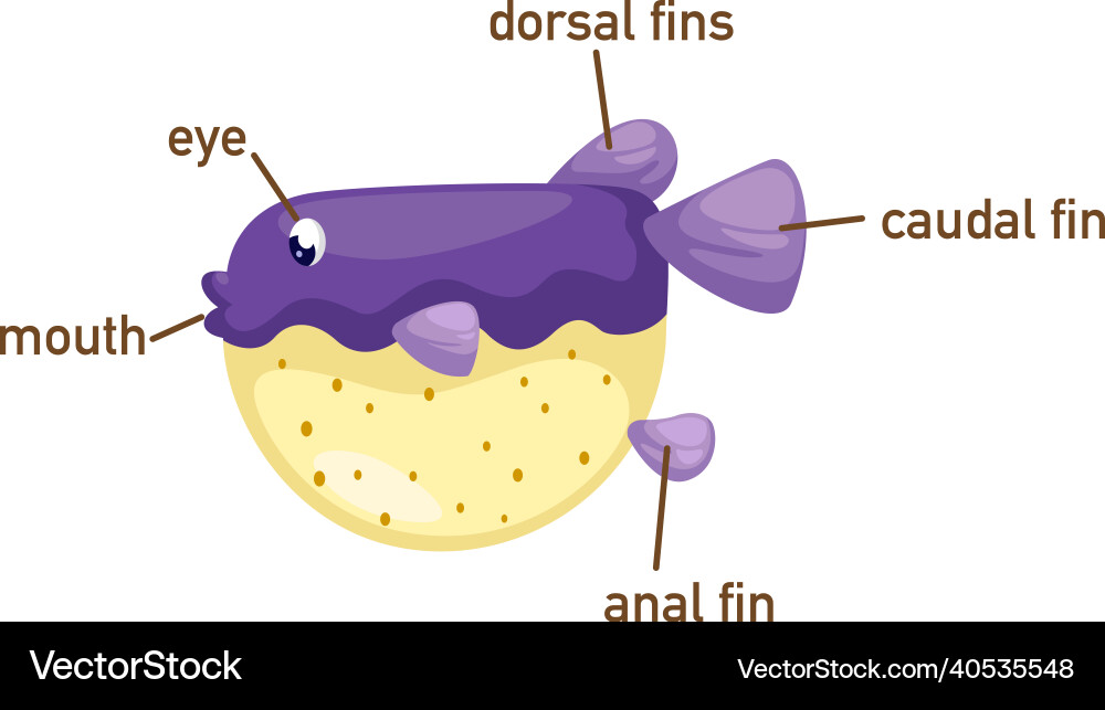 Puffer Fish Anatomy Learning – Royalty-Free Vector | VectorStock