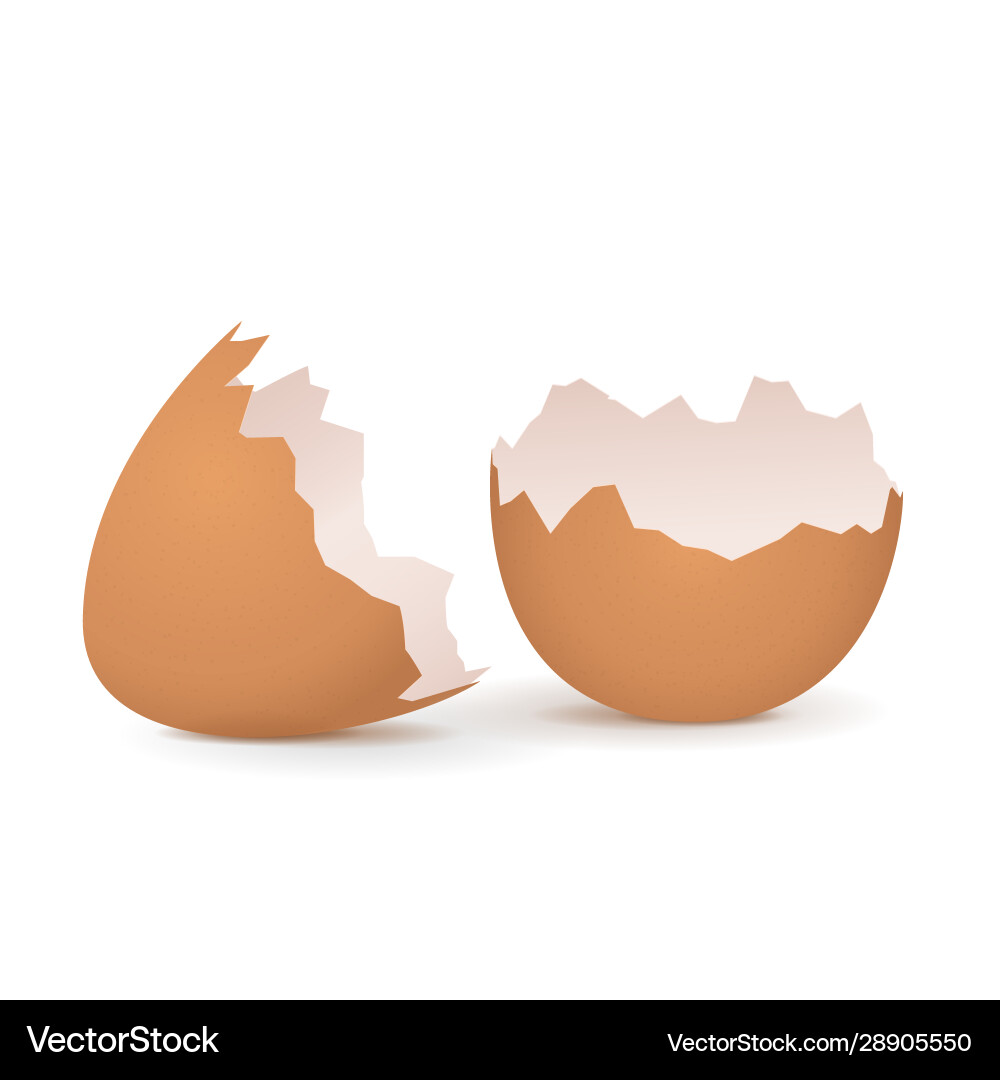 Cracked Eggshell - Close-Up Vector Image