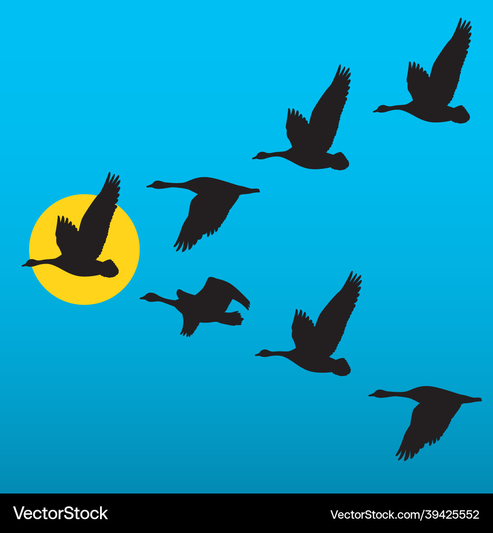 Flock of migrating geese flying in v formation Flock of migrating geese flying in v formation vector image