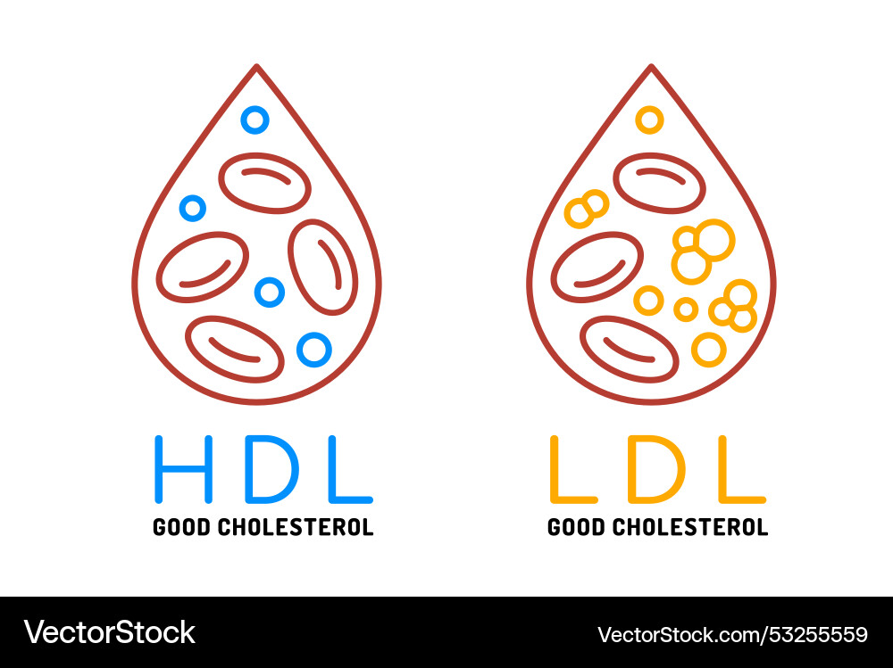 Hdl good and ldl bad cholesterol icon Hdl good and ldl bad cholesterol icon vector image
