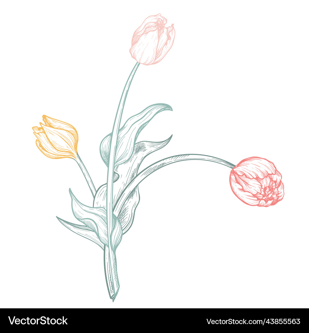 Beautiful hand drawn composition with tulip Beautiful hand drawn composition with tulip vector image