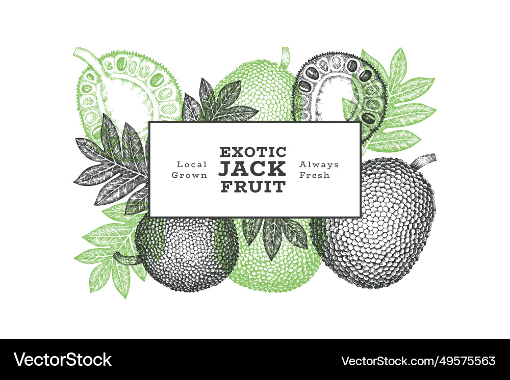 Hand drawn sketch style jackfruit banner organic Hand drawn sketch style jackfruit banner organic vector image