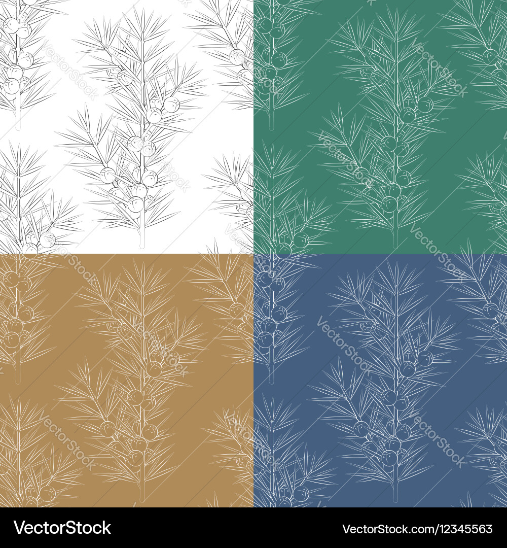 Set of seamless patterns with juniper branches vector image