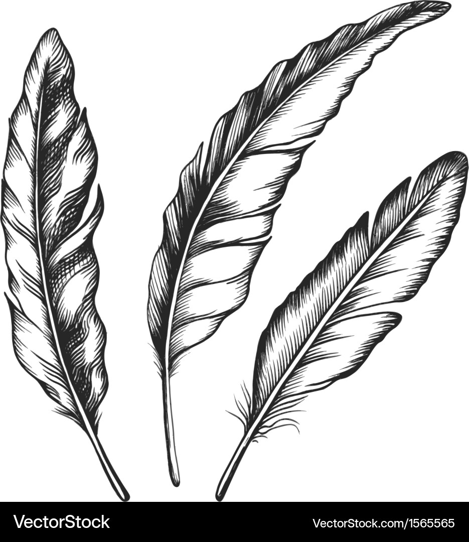 Black Feathers - Three Isolated Objects Vector Image