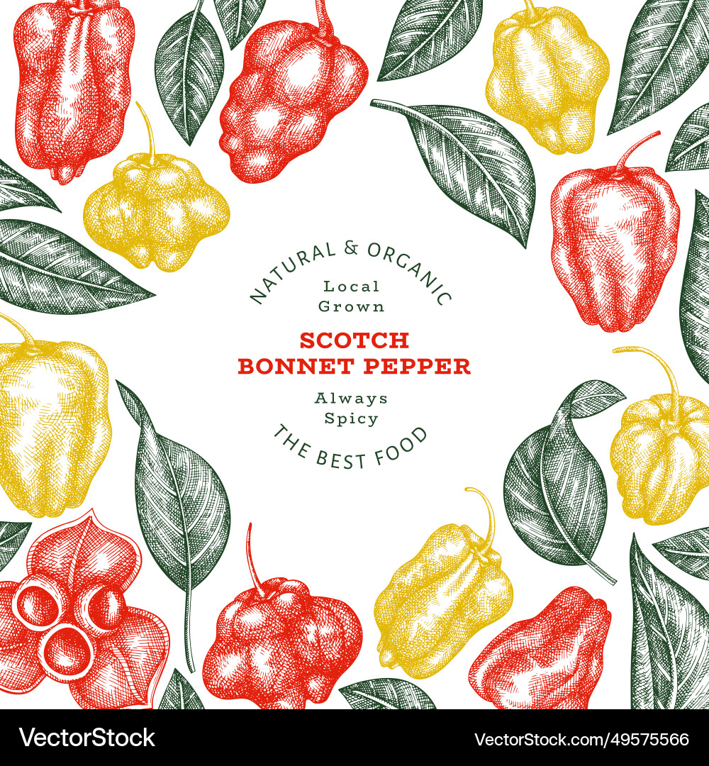 Hand drawn sketch style scotch bonnet pepper Hand drawn sketch style scotch bonnet pepper vector image